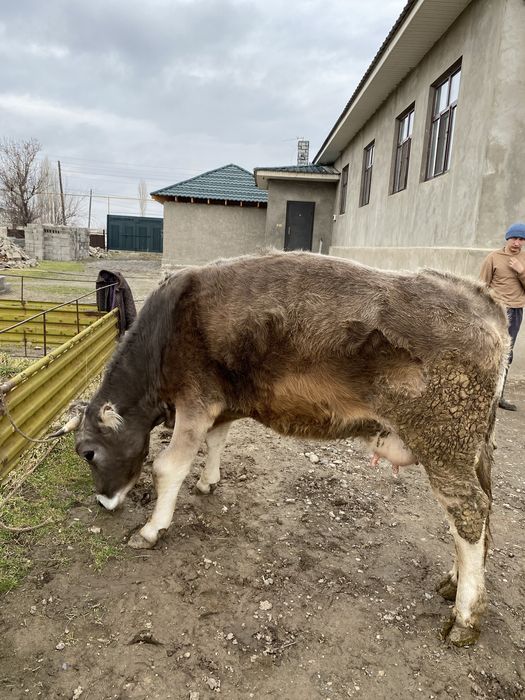 сиыр сатылады