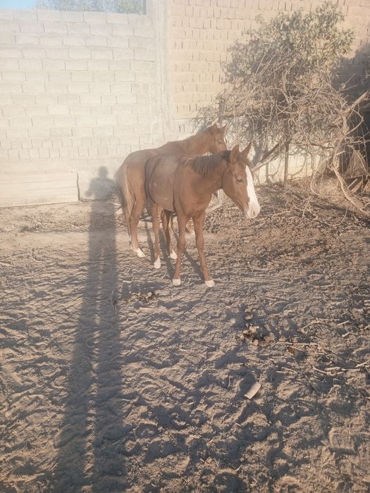 Toychalar  Sotiladi