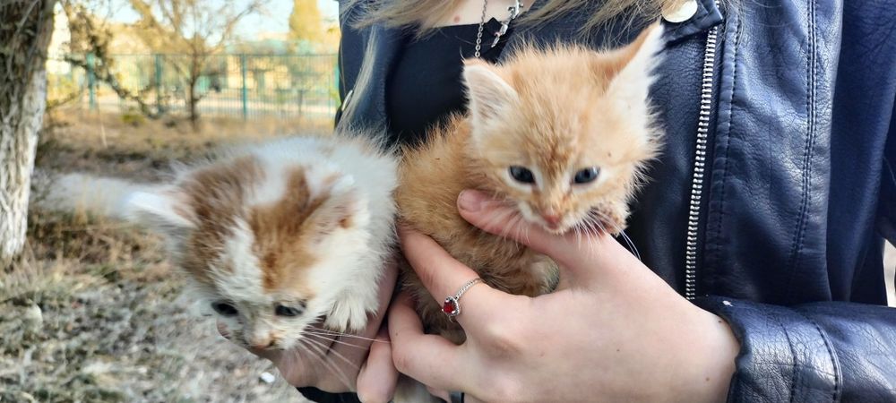 двое котят, уличные. Забрать себе не можем, оба мальчика
