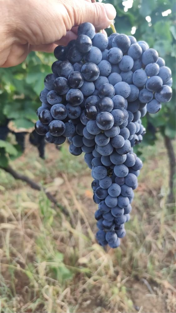 Vand struguri Merlot