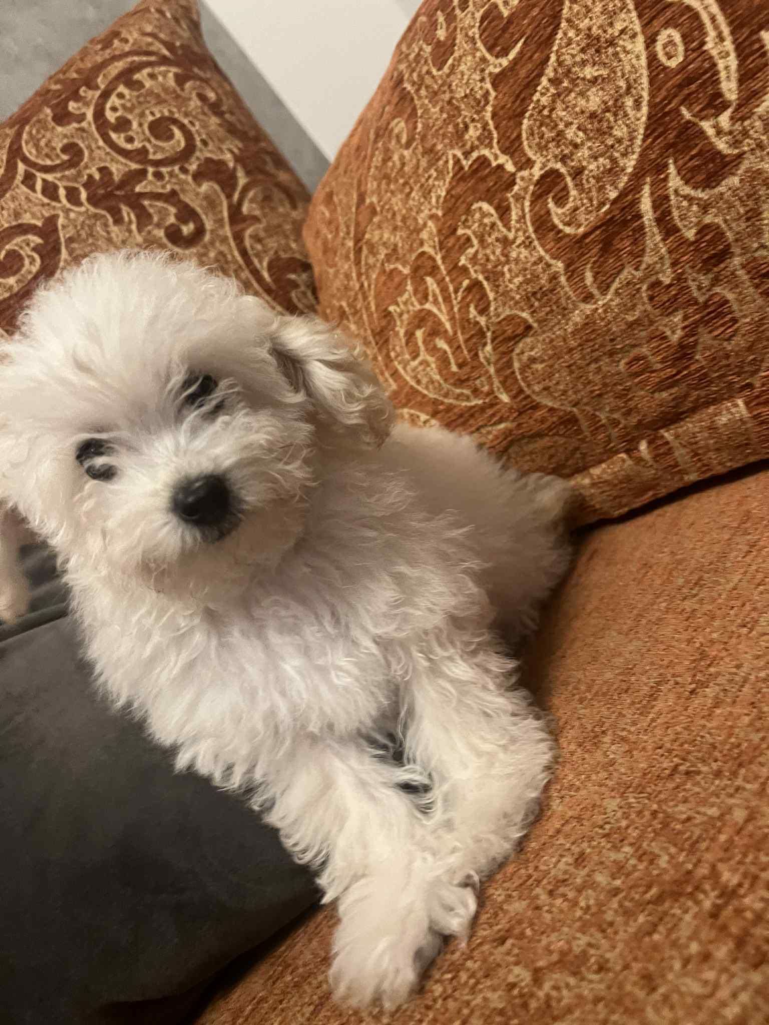 Toy Poodle ( Пудел Той )