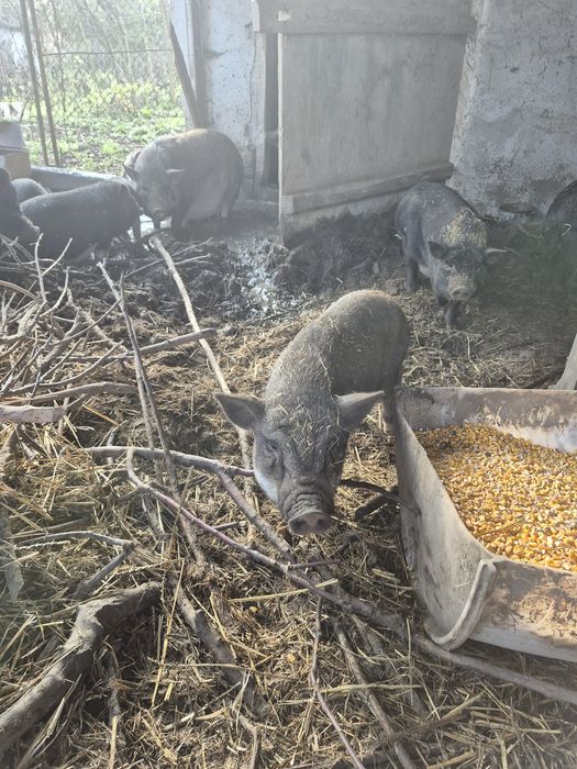 Виетнамски прасета