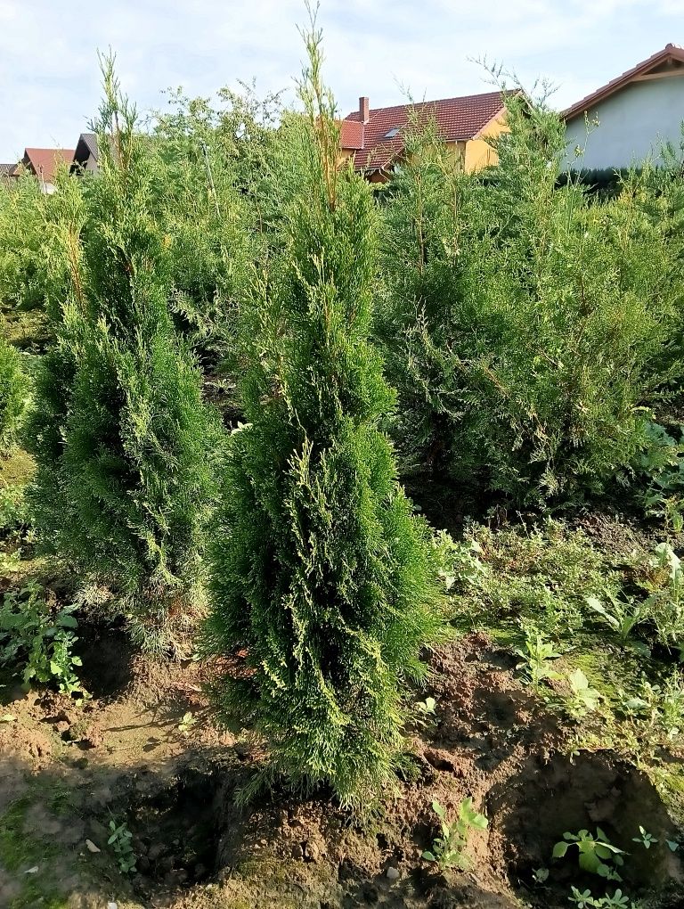 Tuia smaragd en gros și en detail