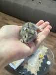 Donez pui de hamster urgent!!
