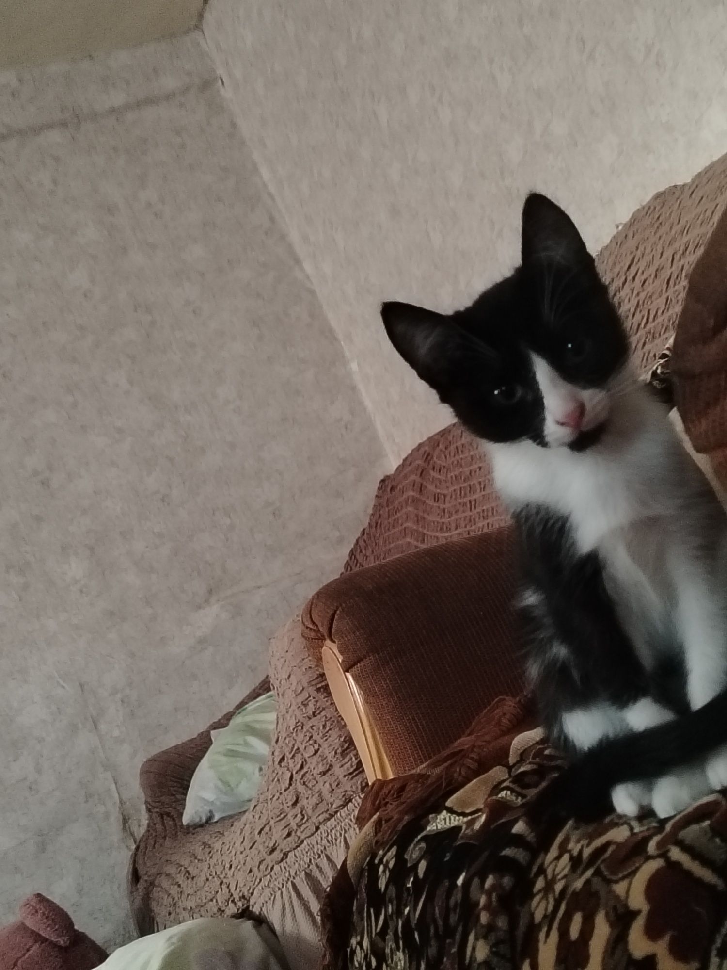 Котёнок в добрые руки