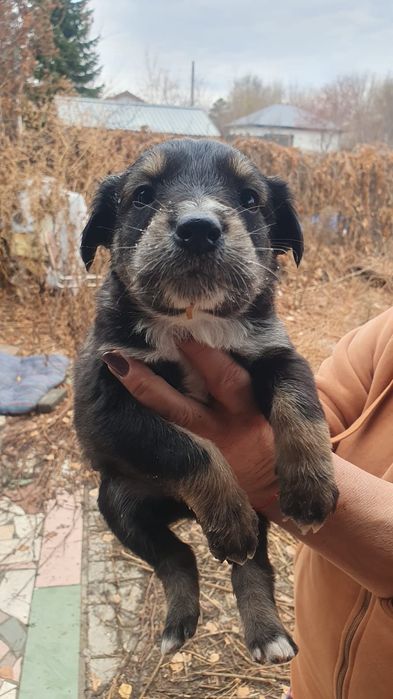 Щенки раздаем даром