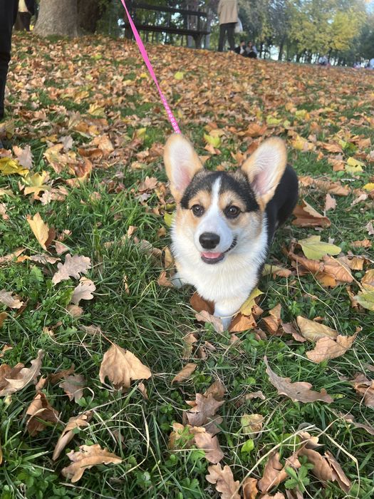 Corgi femela tricolor