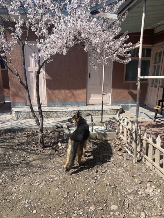 Срочно продается Немецкая овчарка девочка