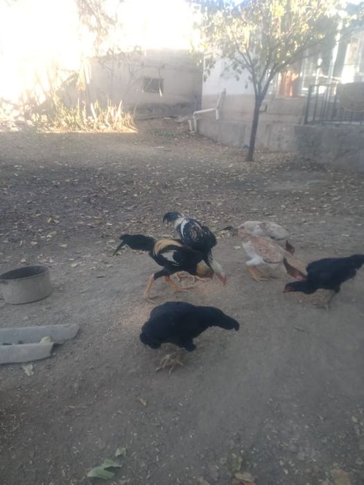 Бойцовская порода, продам