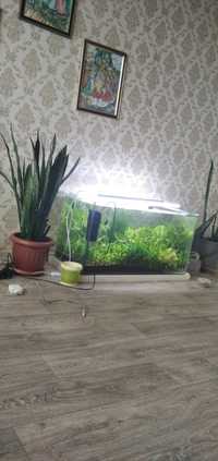 Аквариум с рыбками растениями креветки фильтр грунт освещение всё прод