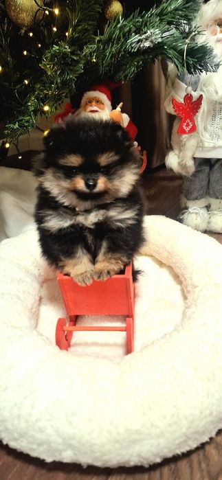 Fetiță pemeranian cu pedigree