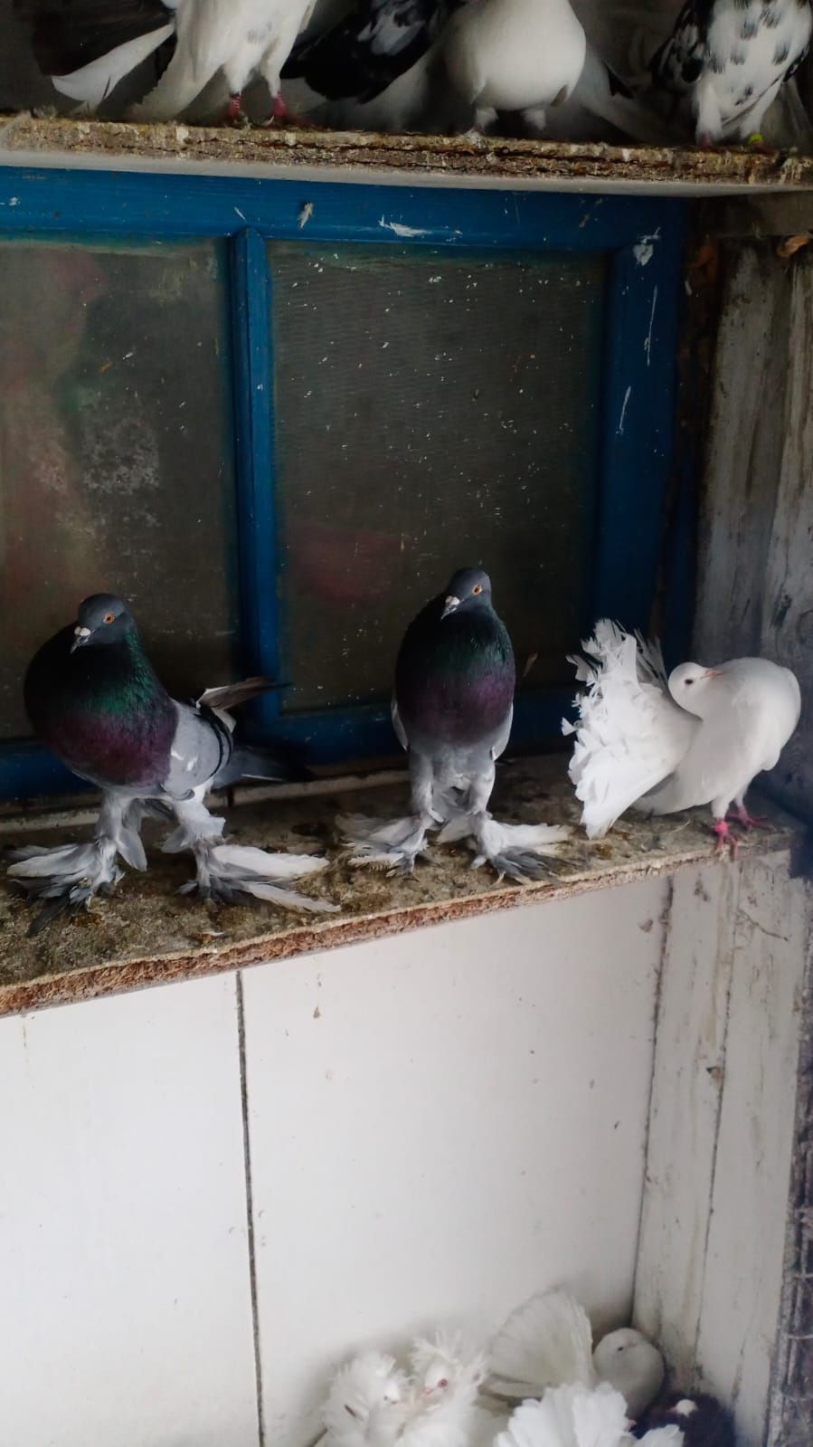 Продам голубей разных пород.
