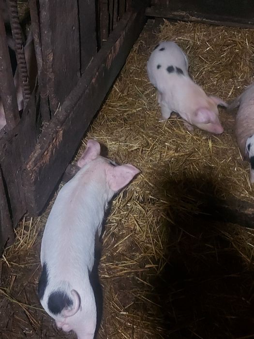 Поросята месячные