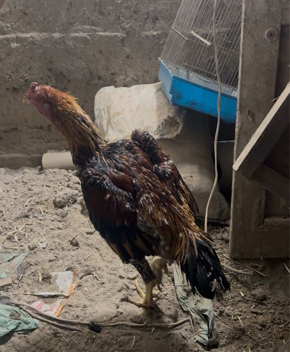 хорозлар сотилади