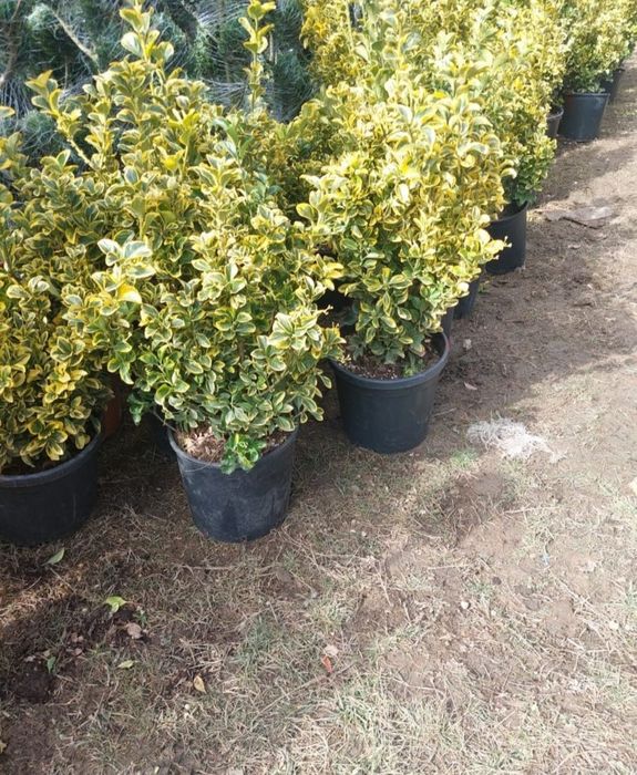 Prunus Laurocerasus calitate extra, Tuia columnaris, mesteacăn, plante