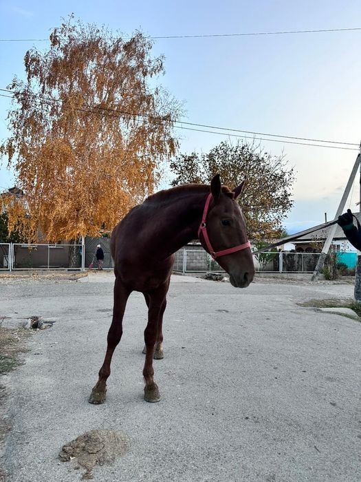 Тай (полторашка)