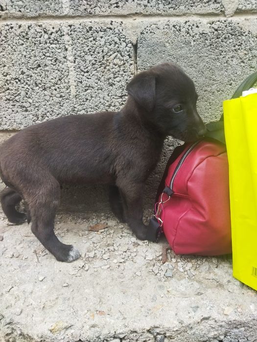 Отдам щенка в хорошие руки