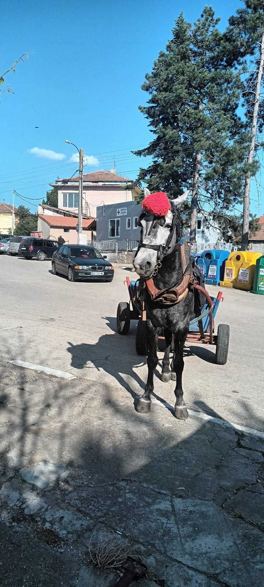 Продавам млада работна кобила