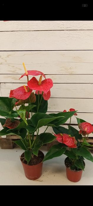 Комнатные растения