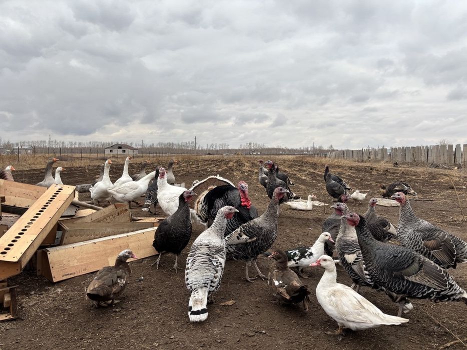 Продается индюки