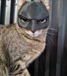 Casca batman pisici