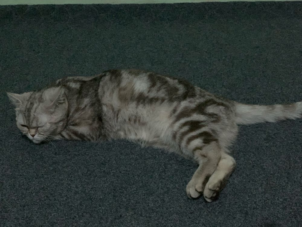 British shorthair mushugi kafolat bor