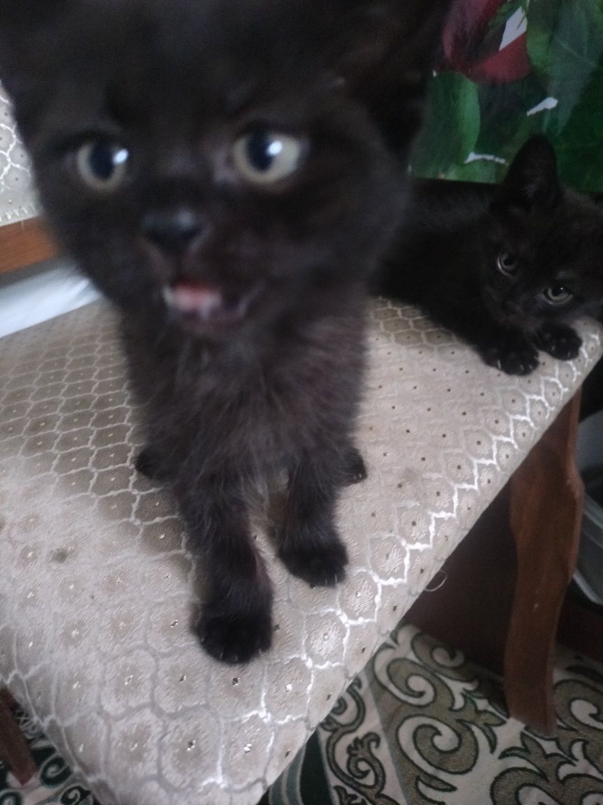 Котёнок отдам даром