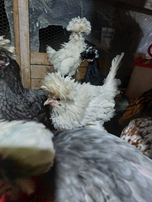 Gaini de rasa tineret și adulte