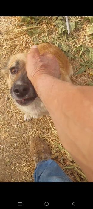 Собака даром в добрые руки