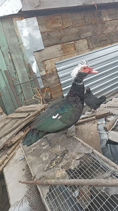 Продам индоуток  возраст разный