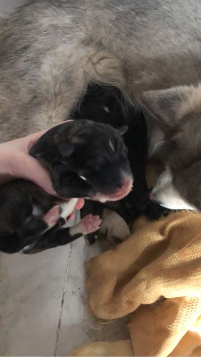 Шенки Хаски сабачки добрые заберите