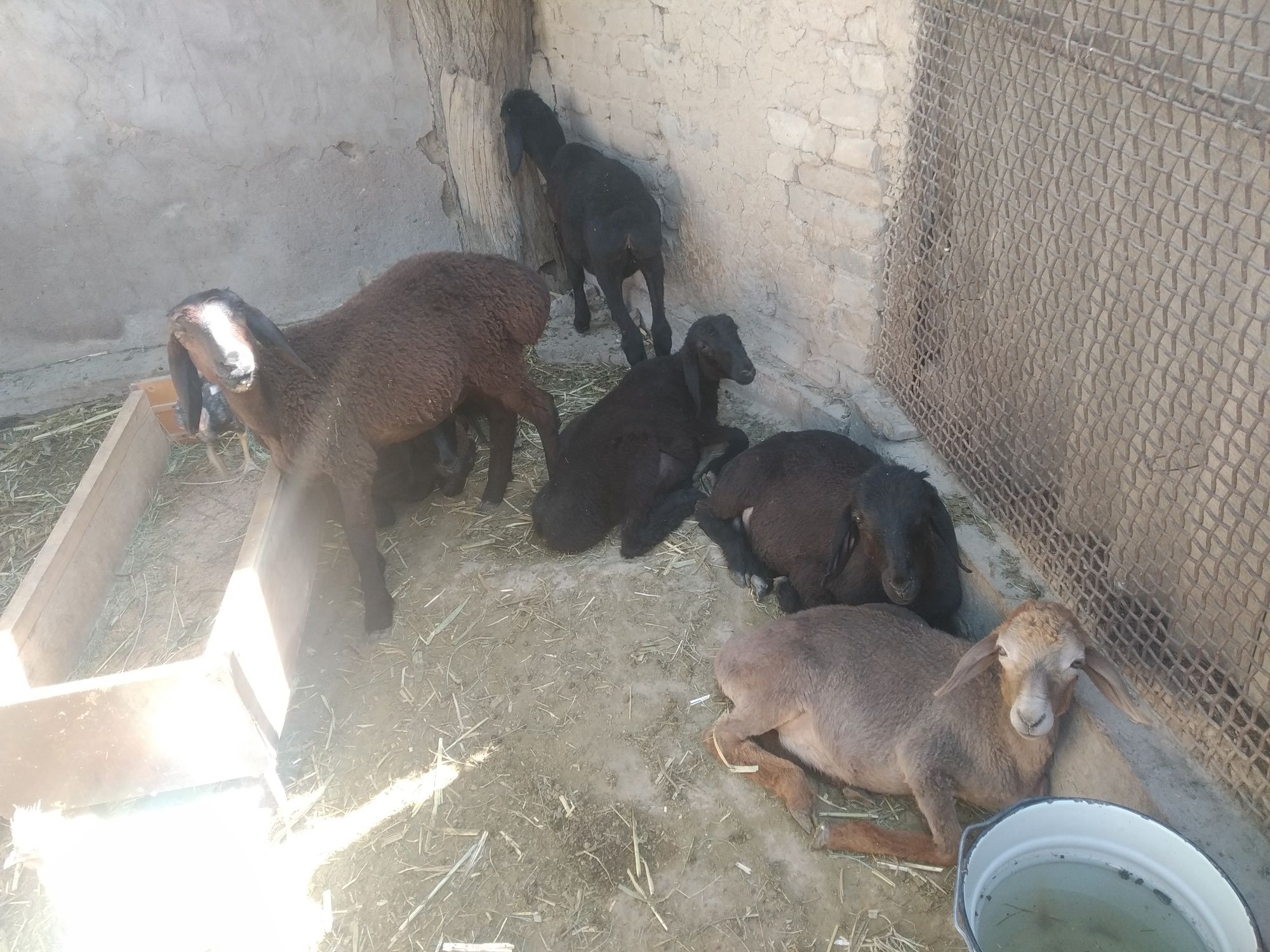 Qoy qozilar sotiladi