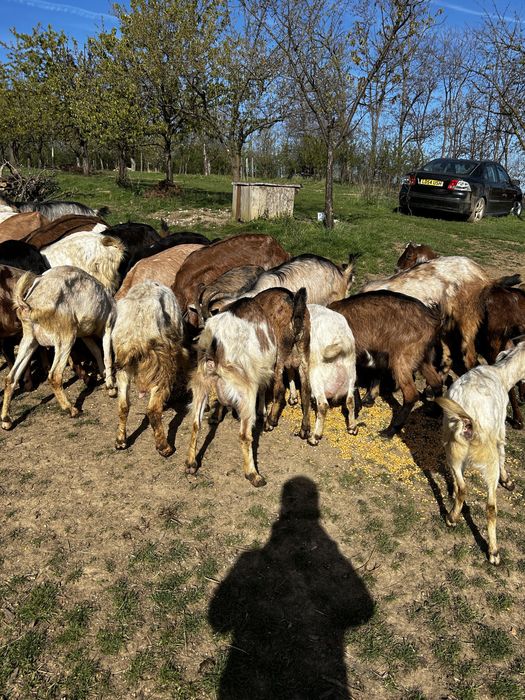 Capre Metris cu Anglonubian