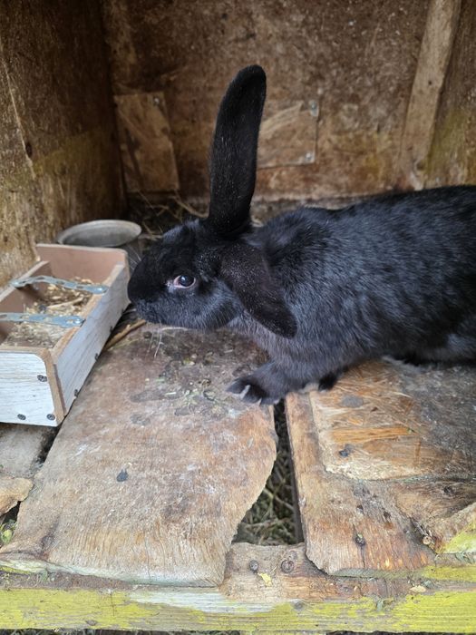 Vând iepuri de casă corcitură de uriaș german.