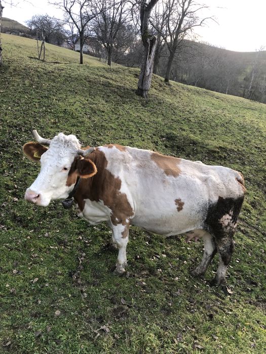 Vacă bălțată de vânzare.