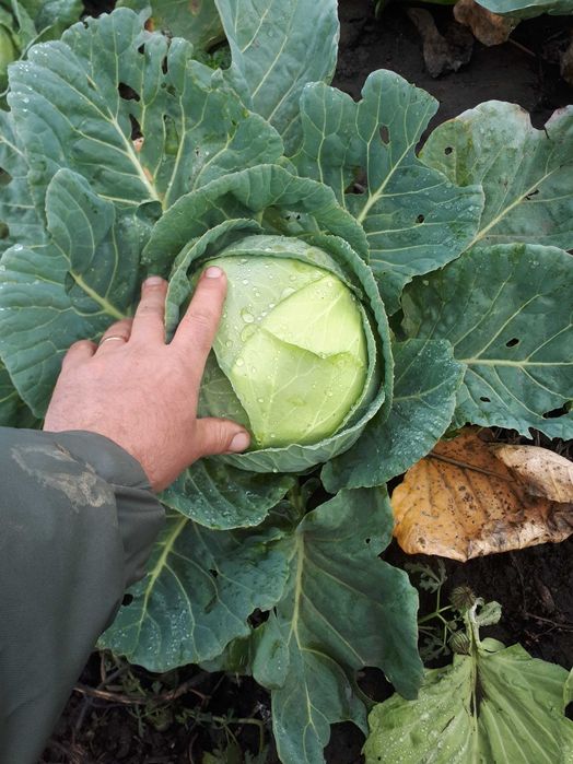 Vând varză de Buzău