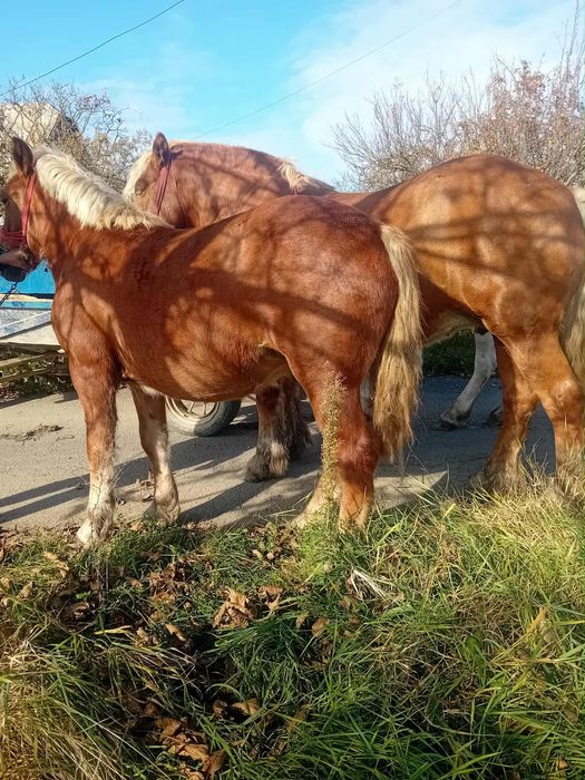 Mânză de 9 luni semi grea