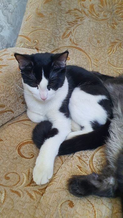 Бесплатная домашняя кошка