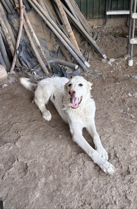 Собака в добрые руки