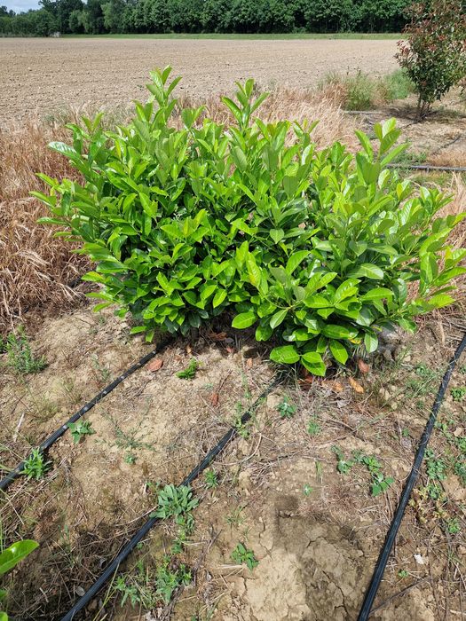 Prunus laurocerasus extra calitate