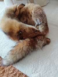 Яка - естествен косъм лисица