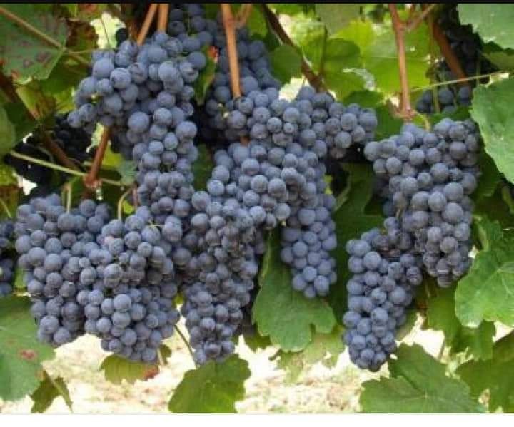 Butași de vita de vie de anul 3