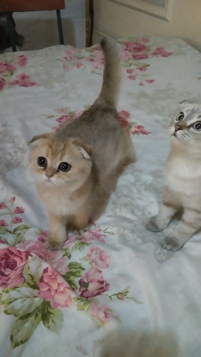 Sotiladi Skotish fold