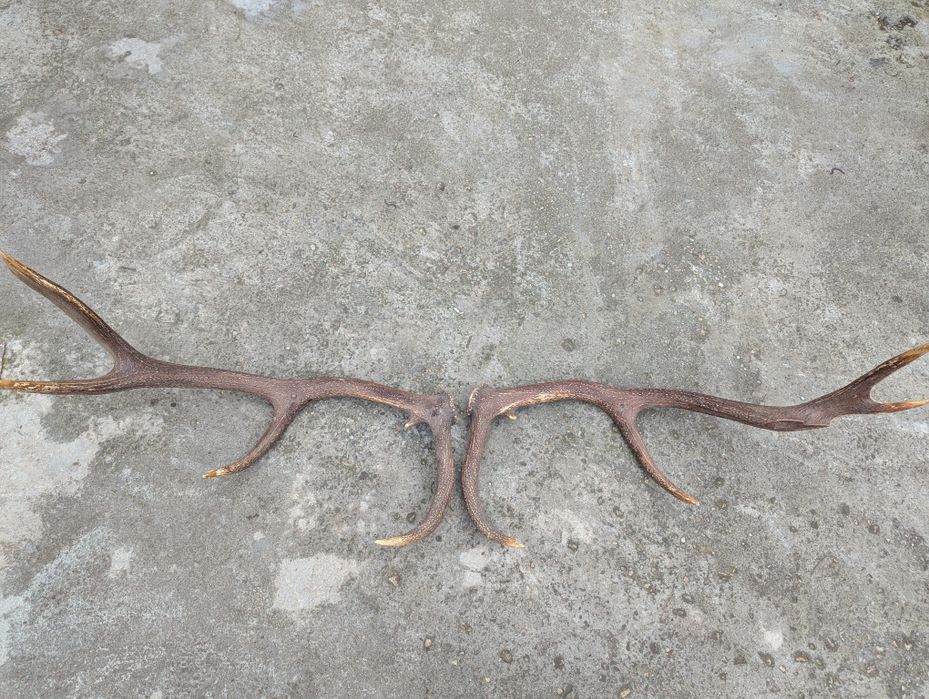 Vând coarne de cerb