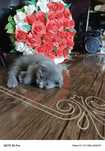 Фолд и Страйт котики
