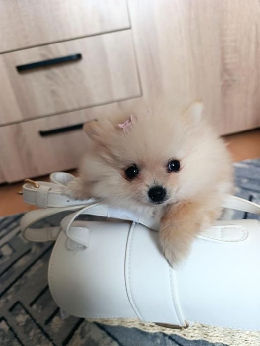 Женски померан ..