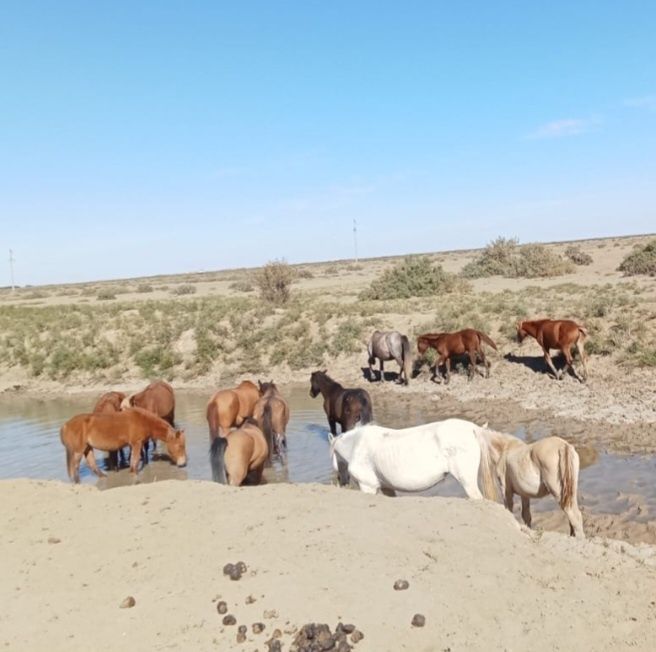 Ту биелер, тай байтал, жабағы сатыладылады,