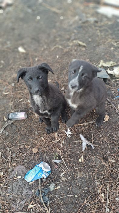 Щенки в добрые руки