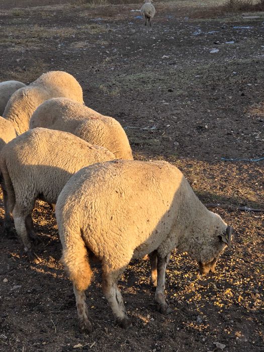 Oi tinere de vanzare!!!