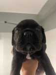 Cane Corso negru